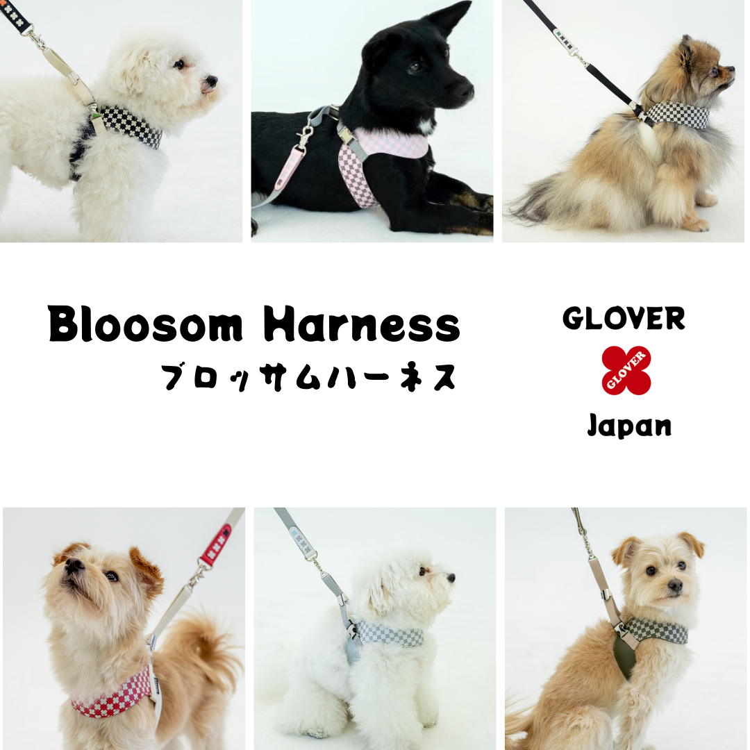 韓国で人気   GLOVER Brossaom Harness